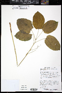 Smilax ecirrhata image