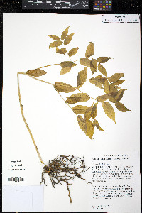 Disporum lanuginosum image