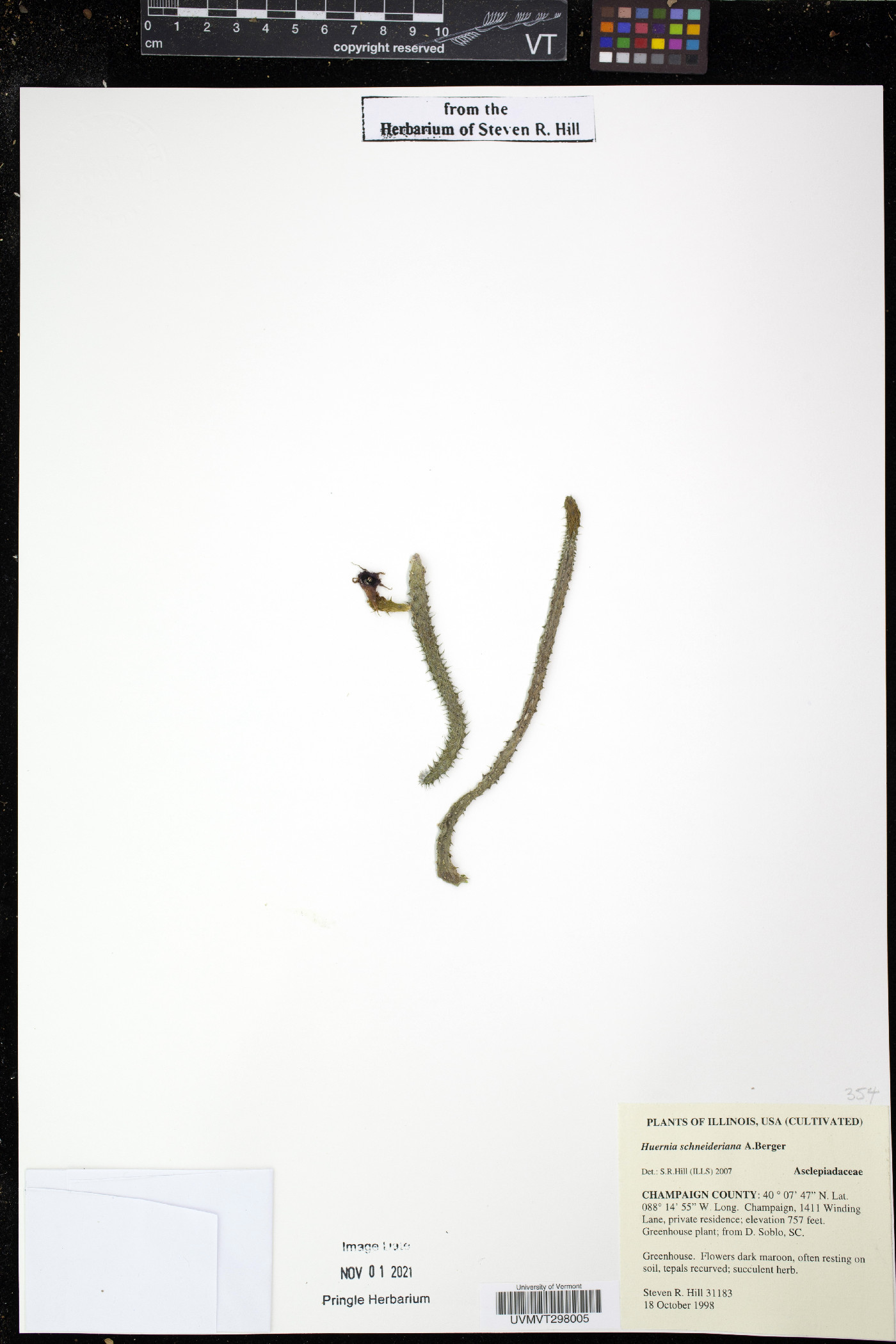 Huernia schneideriana image