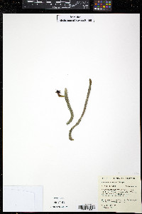 Media resource of Huernia schneideriana