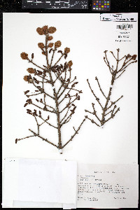 Picea rubens image