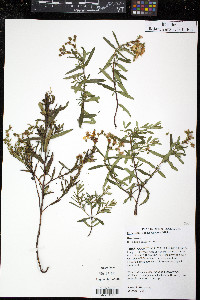 Hypericum sphaerocarpum image