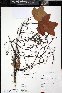 Cuscuta japonica image