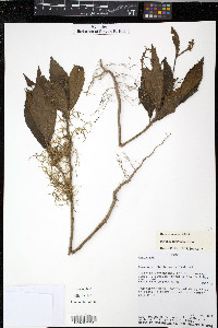 Pavonia peruviana image