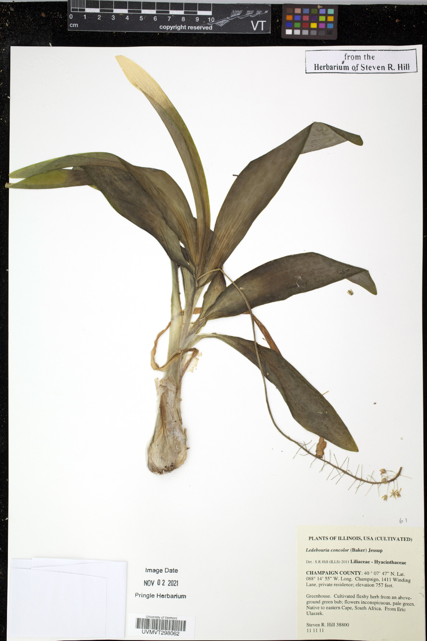 Ledebouria nitida image