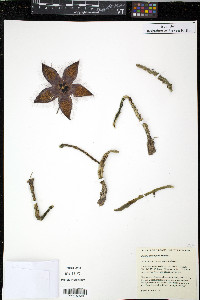 Stapelia grandiflora image