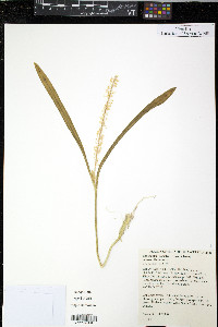 Ledebouria socialis image