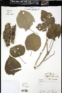 Bastardiopsis densiflora image