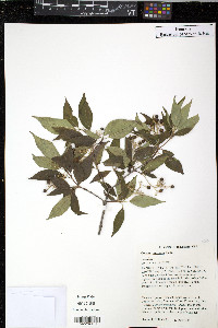 Cornus racemosa image