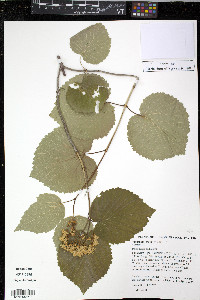 Viburnum molle image