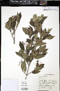 Cornus racemosa image