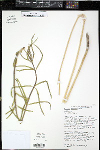 Asclepias fascicularis image
