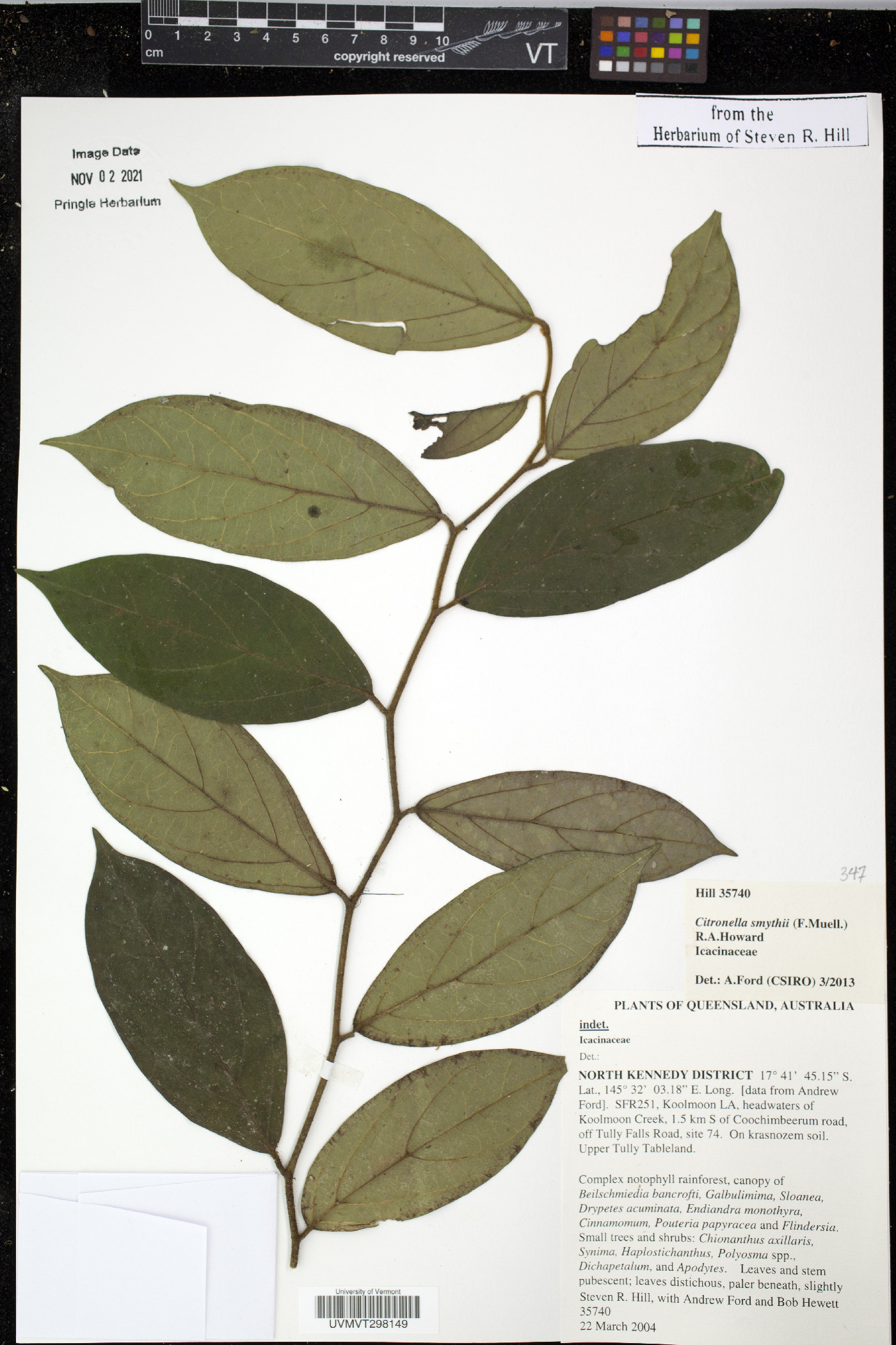 Citronella smythii image
