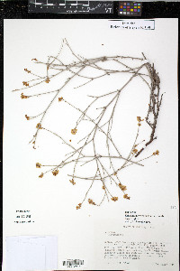 Eriogonum wrightii var. wrightii image