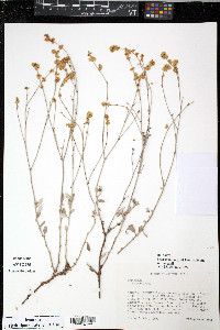Eriogonum wrightii image