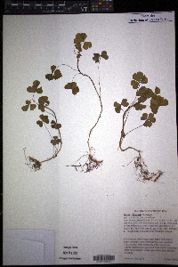 Oxalis illinoensis image