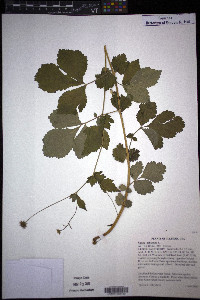 Geum urbanum image