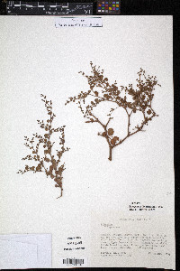 Eriogonum divaricatum image
