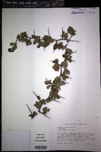 Crataegus uniflora image