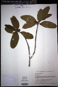 Frangula purshiana image