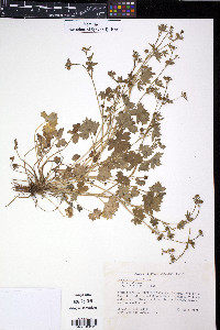 Ranunculus parviflorus image