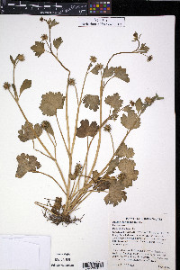 Ranunculus muricatus image