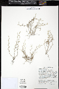 Arenaria serpyllifolia image