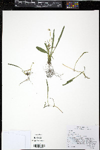 Viola lanceolata image