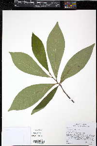 Asimina parviflora image