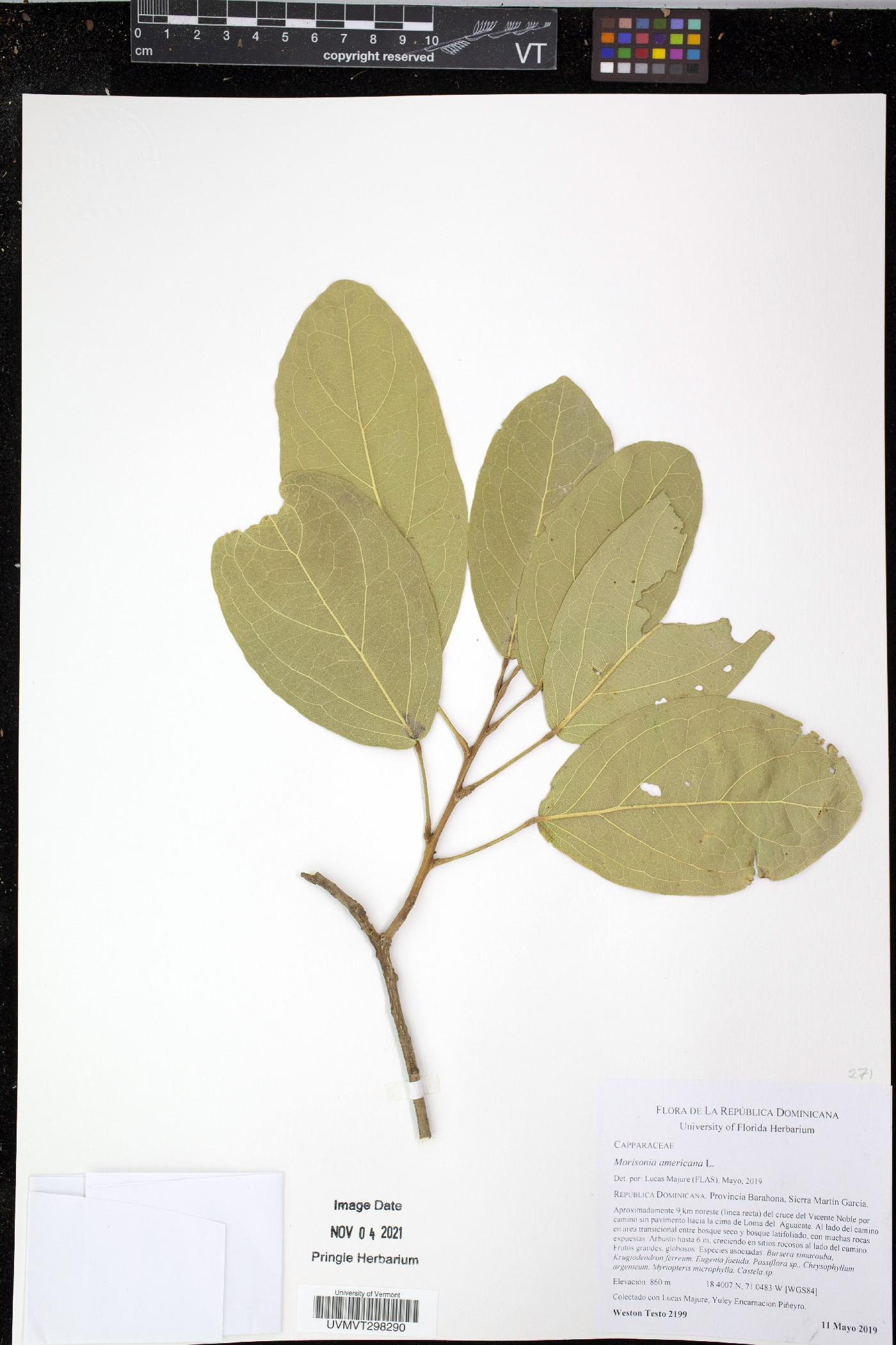 Morisonia americana image