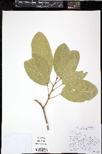 Morisonia americana image