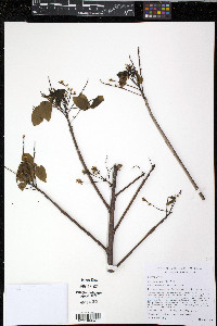 Bursera simaruba image