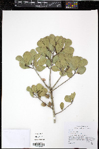 Quercus myrtifolia image