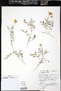 Tagetes lemmonii image