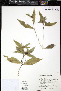 Bidens tripartita image