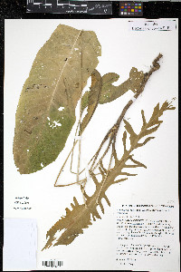 Armoracia rusticana image
