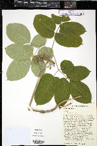 Aralia nudicaulis image