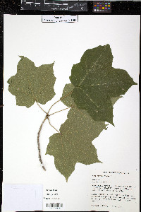 Acer nigrum image