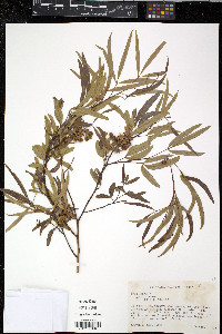 Rhus lancea image
