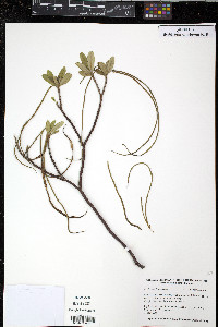 Neobracea bahamensis image