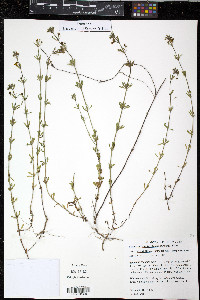 Scoparia montevidensis image