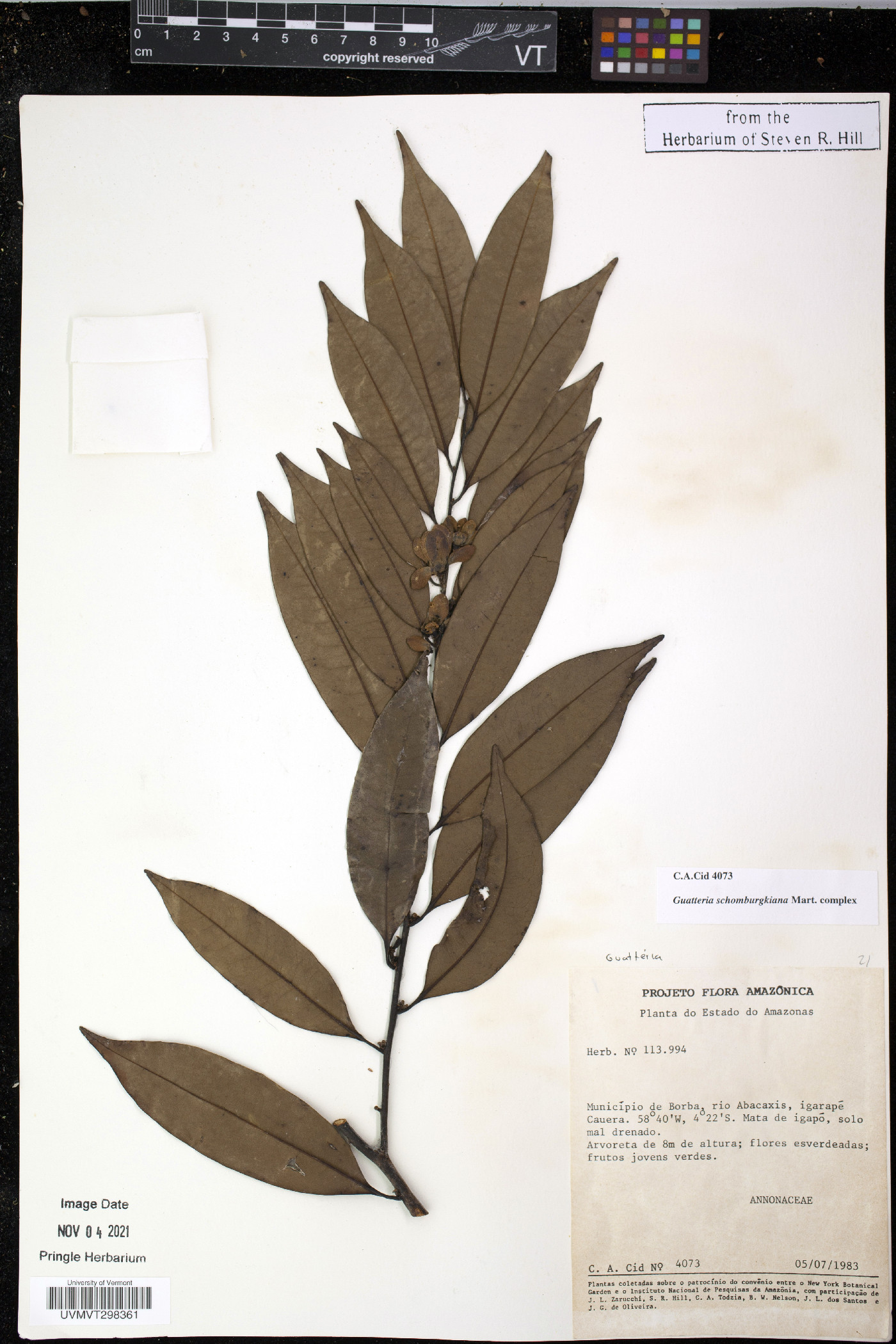 Guatteria schomburgkiana image