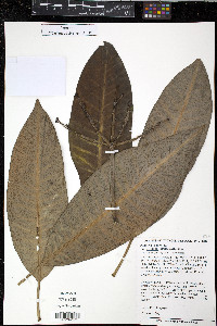 Plumeria rubra image