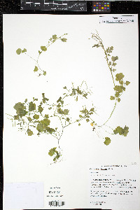 Cardamine flexuosa image