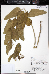 Asclepias sullivantii image