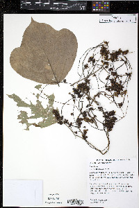 Cuscuta japonica image
