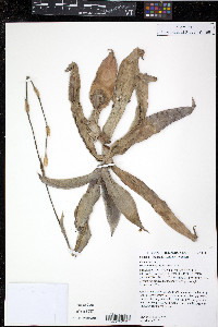 Callisia fragrans image
