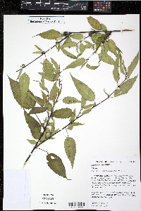Corchorus capsularis image