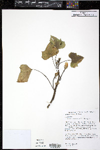 Ipomoea batatas image