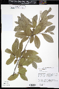 Castanea alnifolia image